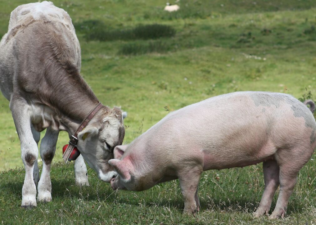 Cow and pig